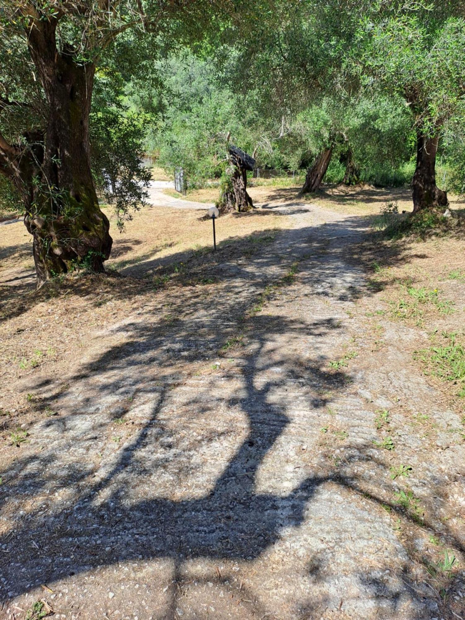 Evridiki